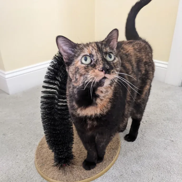 Compassionate Cat Care photo 2