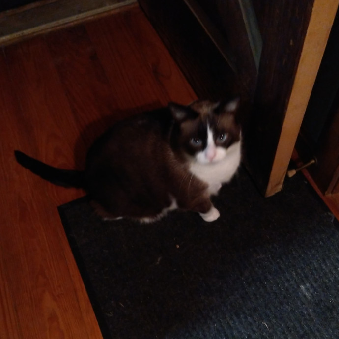 Your Cats New Best Friend