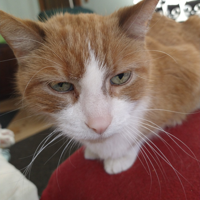 Your Cats New Best Friend photo 3