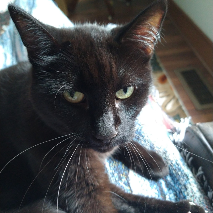 Your Cats New Best Friend photo 2