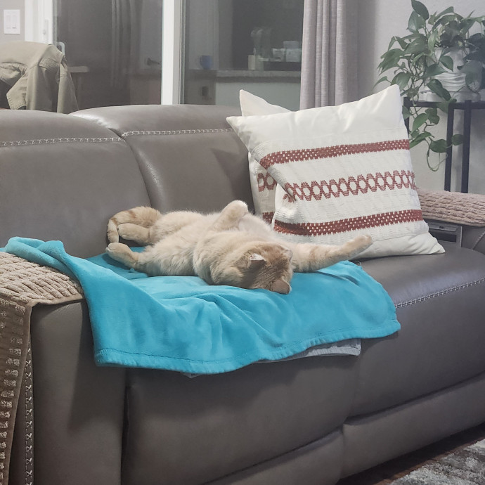 Reliable In-Home Cat Care  Calm Experienced Sitter