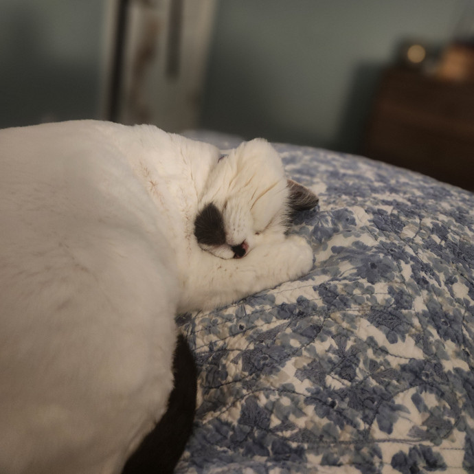 Reliable In-Home Cat Care  Calm Experienced Sitter