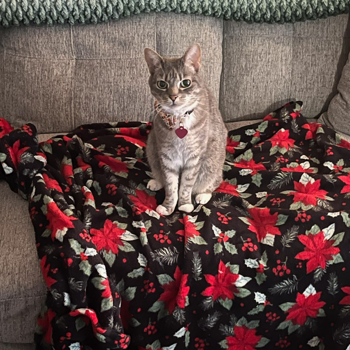 Reliable In-Home Cat Care  Calm Experienced Sitter