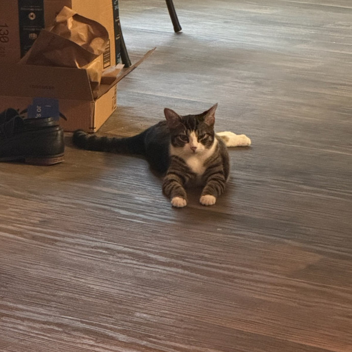 Reliable In-Home Cat Care  Calm Experienced Sitter