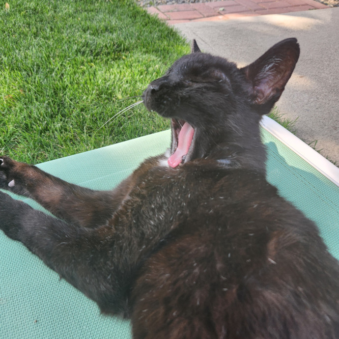 Reliable In-Home Cat Care  Calm Experienced Sitter