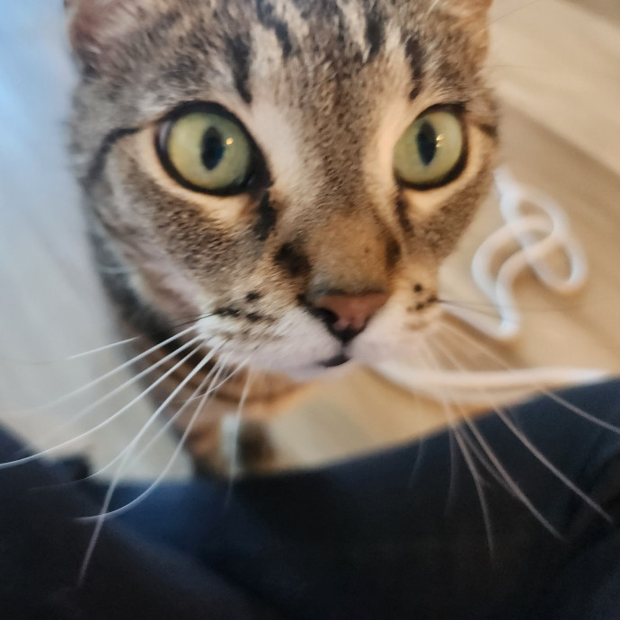 Reliable In-Home Cat Care  Calm Experienced Sitter