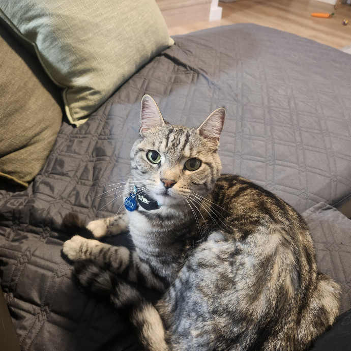 Reliable In-Home Cat Care  Calm Experienced Sitter