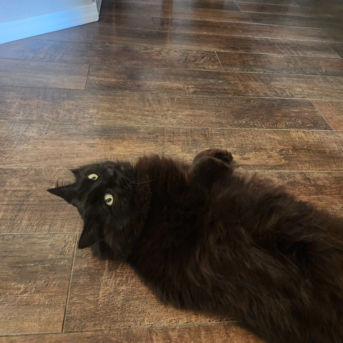 Reliable In-Home Cat Care  Calm Experienced Sitter