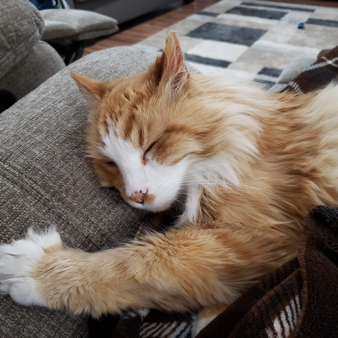 Reliable In-Home Cat Care  Calm Experienced Sitter