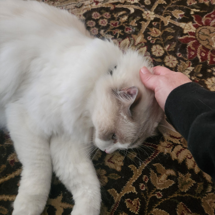 Reliable In-Home Cat Care  Calm Experienced Sitter