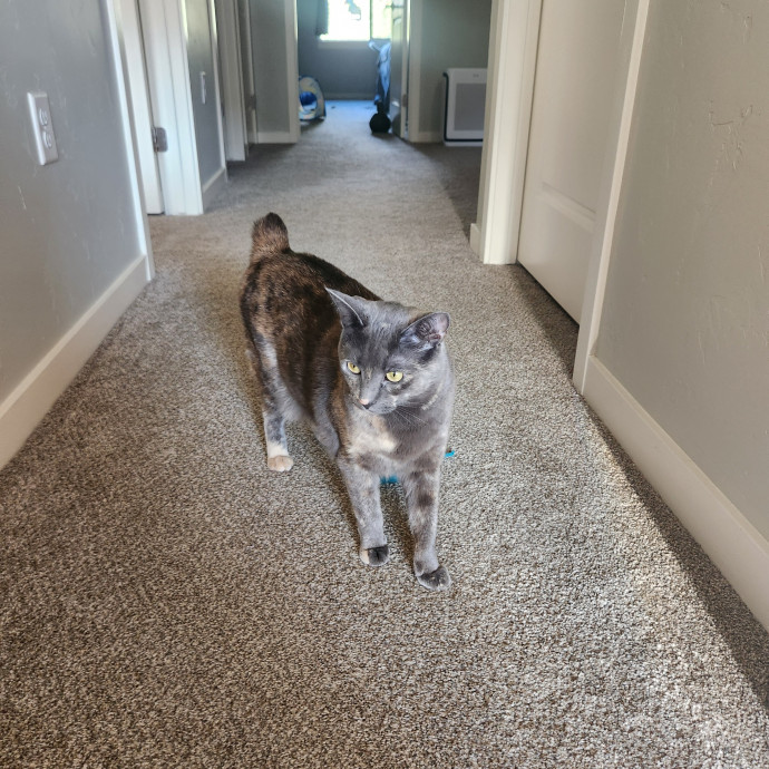 Reliable In-Home Cat Care  Calm Experienced Sitter photo 3