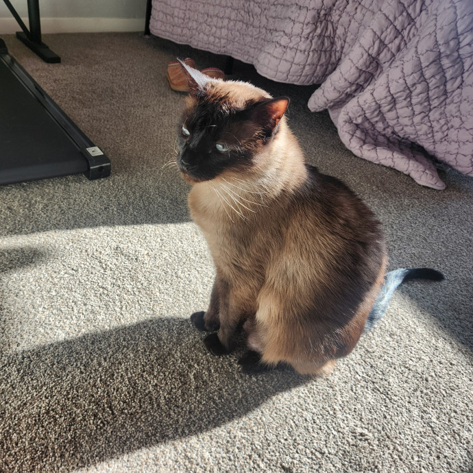 Reliable In-Home Cat Care  Calm Experienced Sitter photo 2