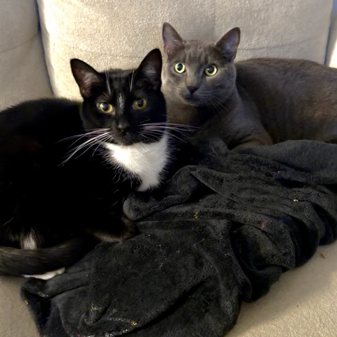 Your Cat's New Favorite Sitter