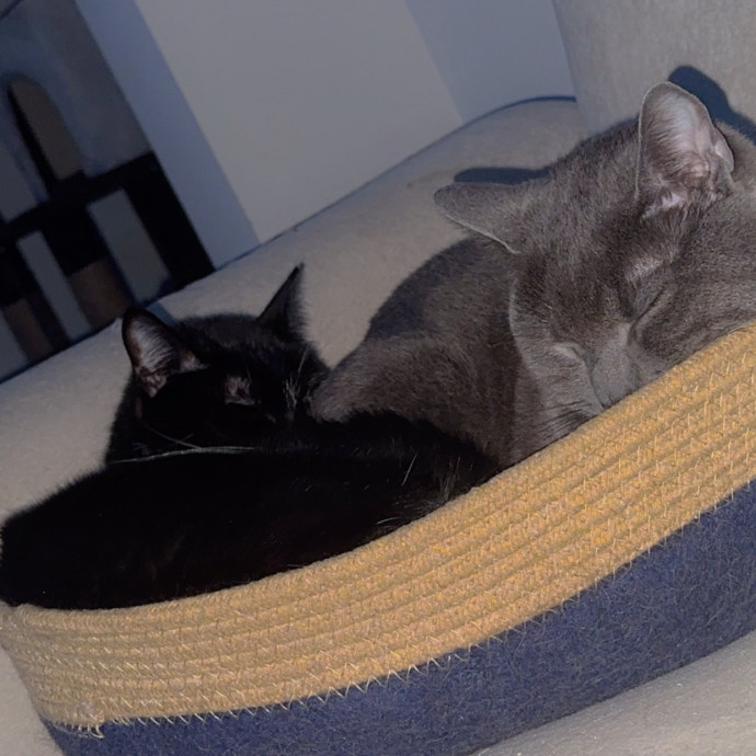 Your Cat's New Favorite Sitter photo 3