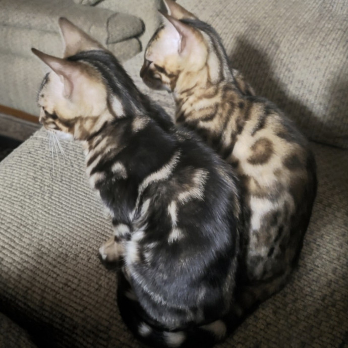 More Passion More Energy More Cats