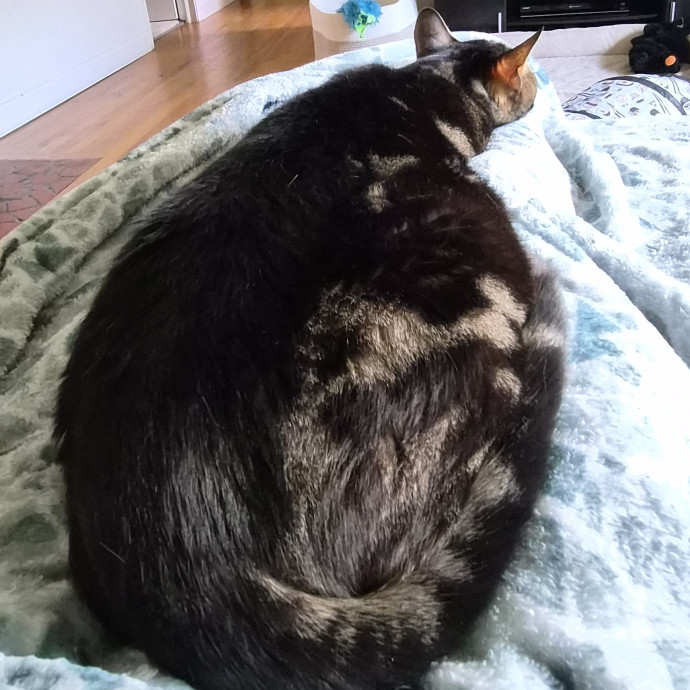 More Passion More Energy More Cats