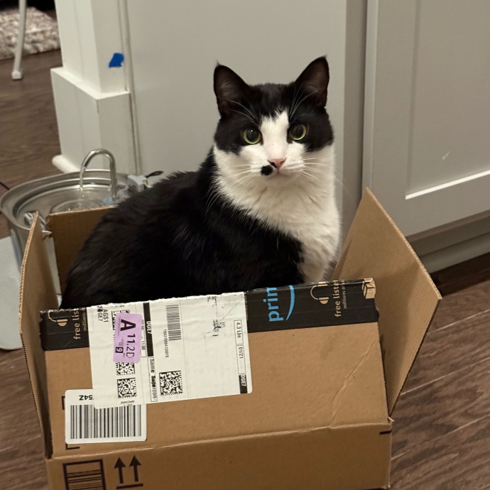 Tally's Kitty Care Atlanta