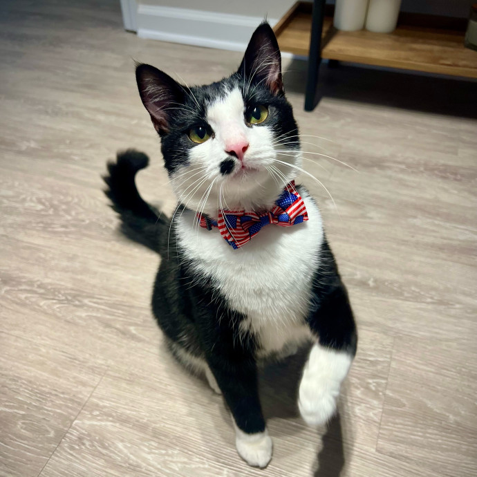 Tally's Kitty Care Atlanta