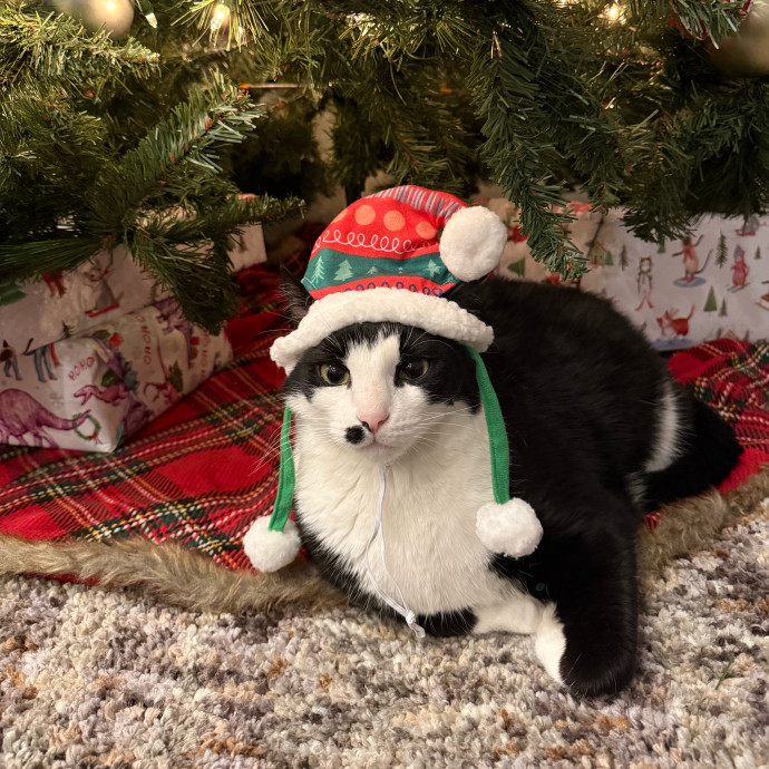 Tally's Kitty Care Atlanta