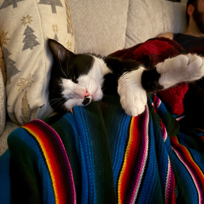 Tally's Kitty Care Atlanta