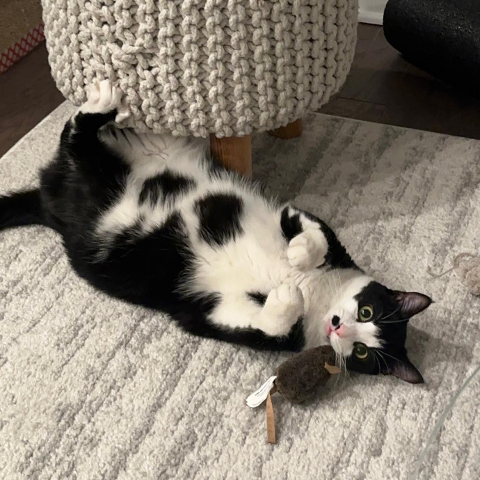 Tally's Kitty Care Atlanta