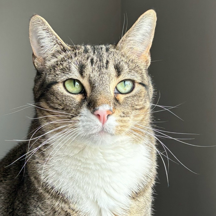 Creating Paws-Itive Experiences For Cats