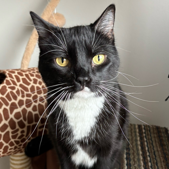 Creating Paws-Itive Experiences For Cats