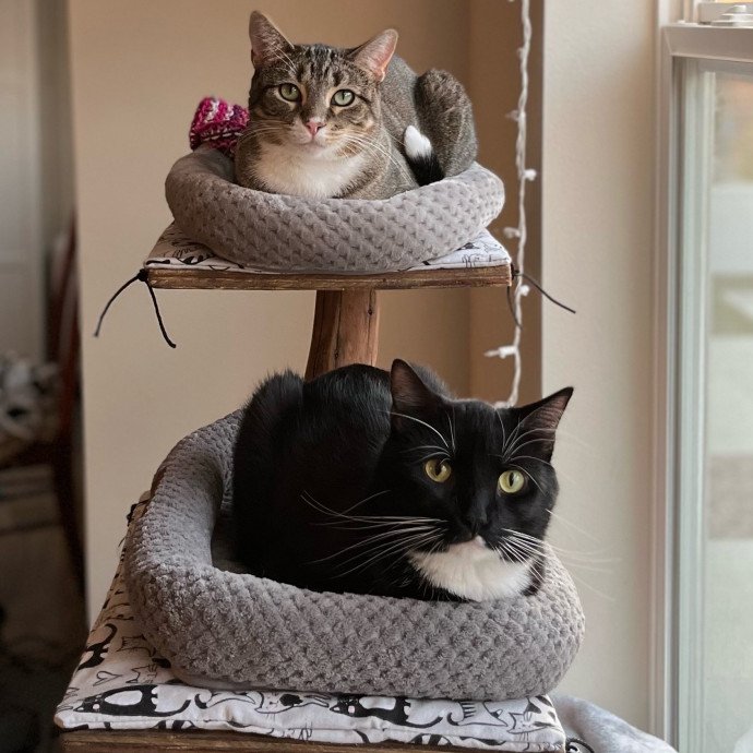 Creating Paws-Itive Experiences For Cats