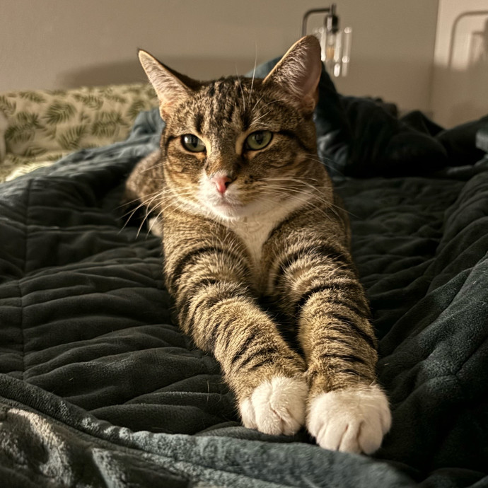 Creating Paws-Itive Experiences For Cats