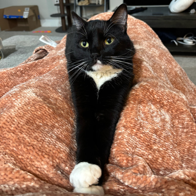 Creating Paws-Itive Experiences For Cats photo 3