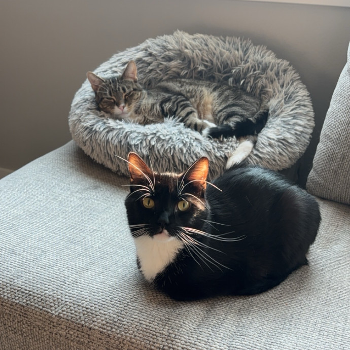 Creating Paws-Itive Experiences For Cats photo 2