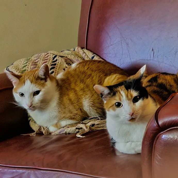 Extraordinary Cat Mom