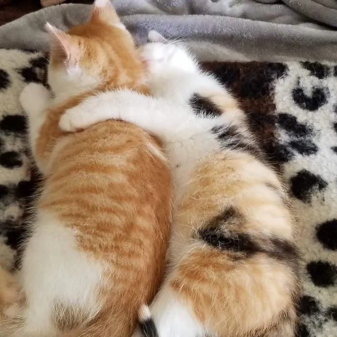 Extraordinary Cat Mom