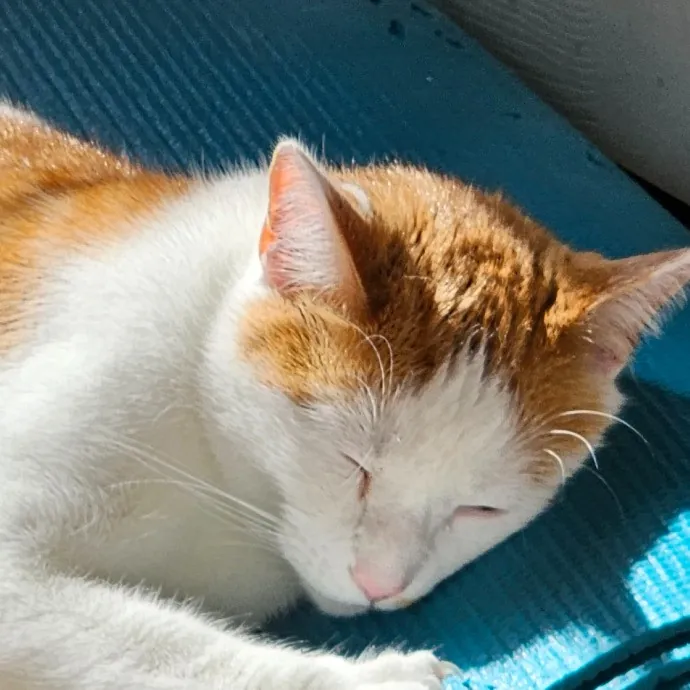 Extraordinary Cat Mom