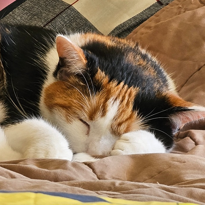 Extraordinary Cat Mom