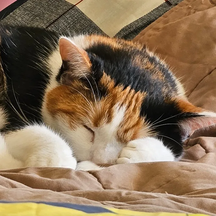 Extraordinary Cat Mom