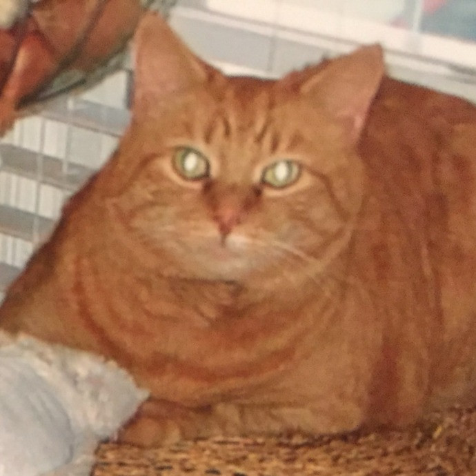 Extraordinary Cat Mom