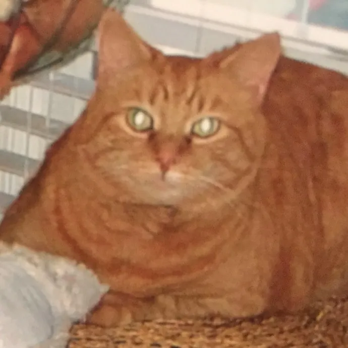 Extraordinary Cat Mom