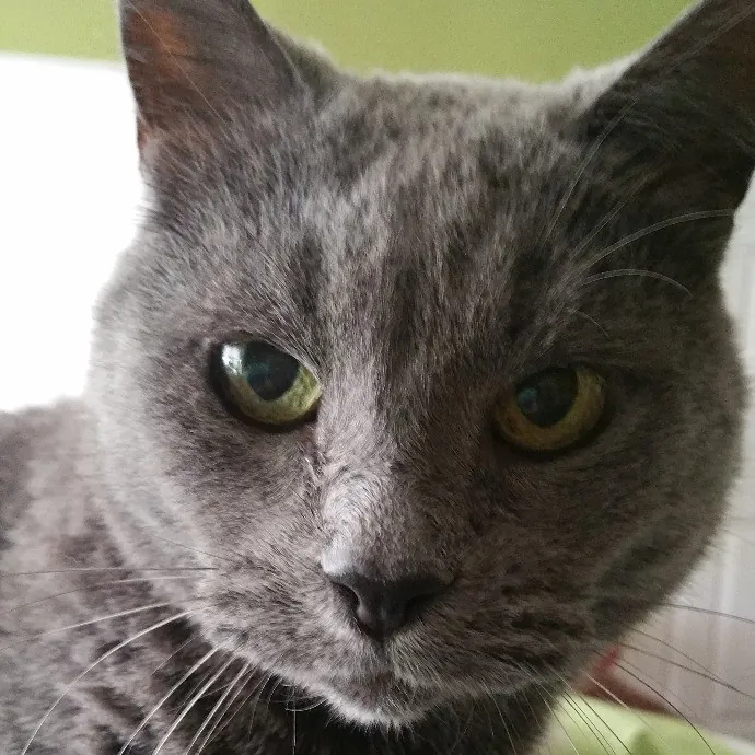 Extraordinary Cat Mom