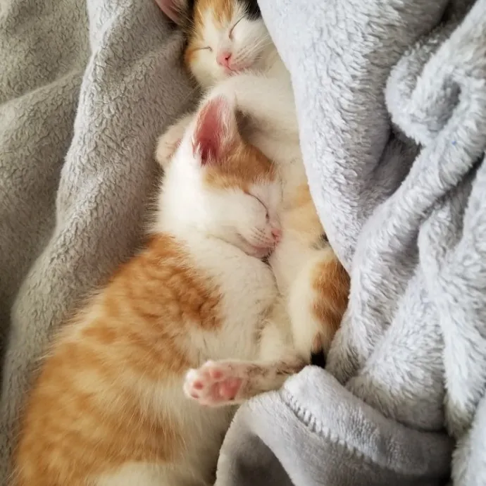 Extraordinary Cat Mom