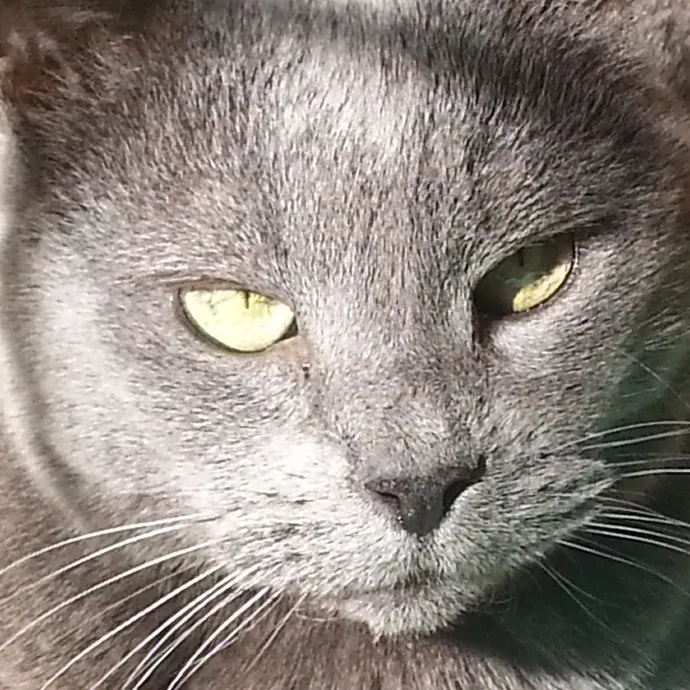 Extraordinary Cat Mom