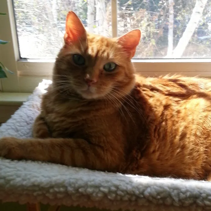 Extraordinary Cat Mom