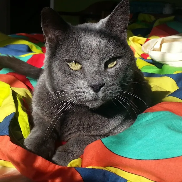 Extraordinary Cat Mom