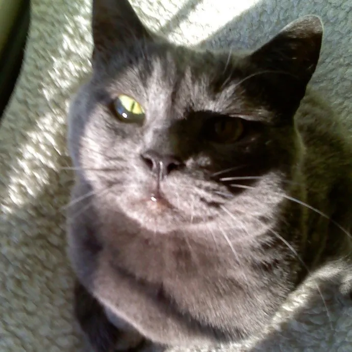 Extraordinary Cat Mom