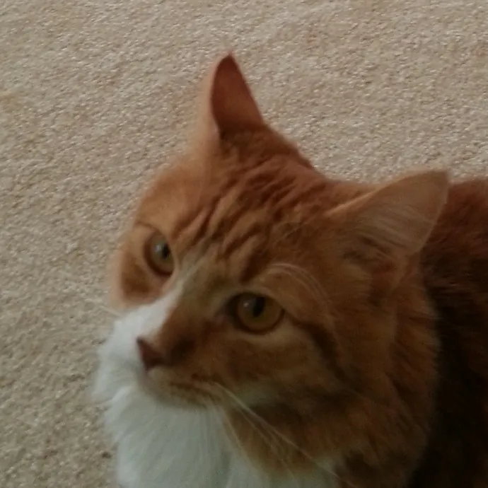 Extraordinary Cat Mom