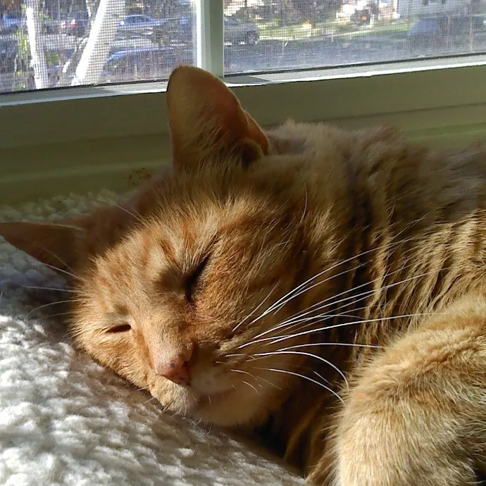 Extraordinary Cat Mom