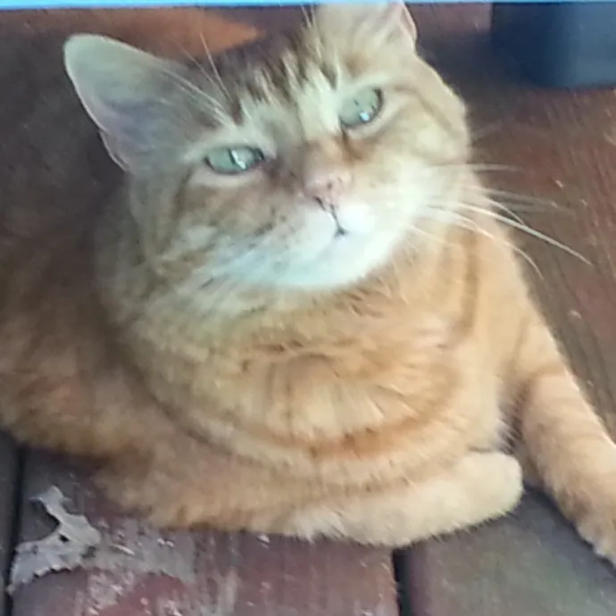 Extraordinary Cat Mom