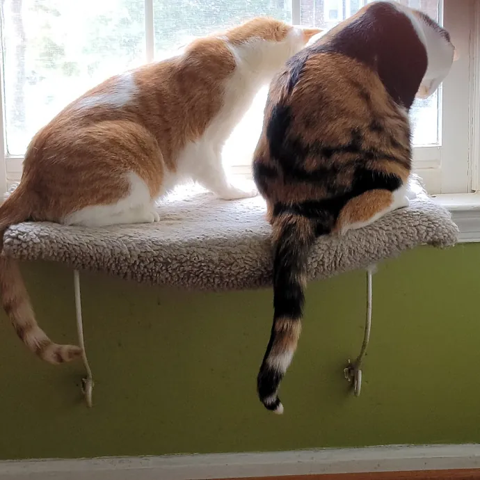 Extraordinary Cat Mom