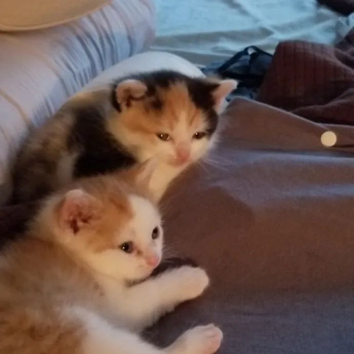 Extraordinary Cat Mom