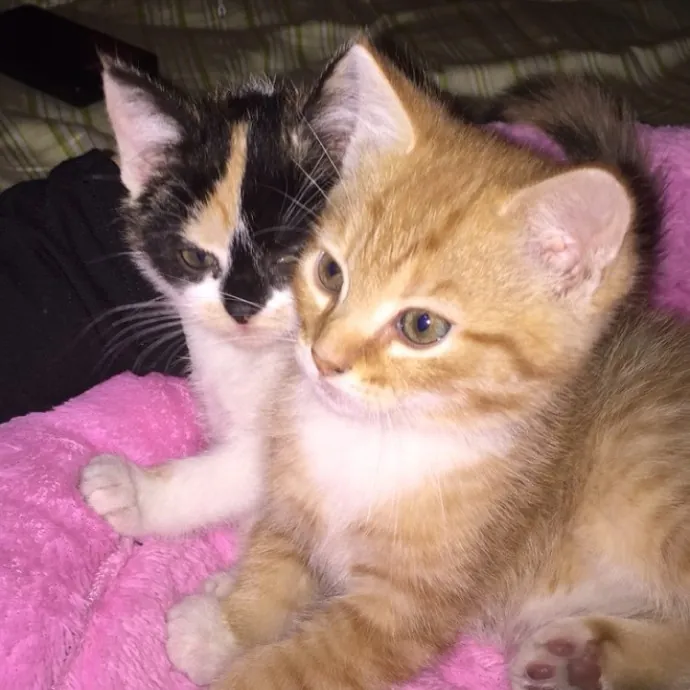 Extraordinary Cat Mom